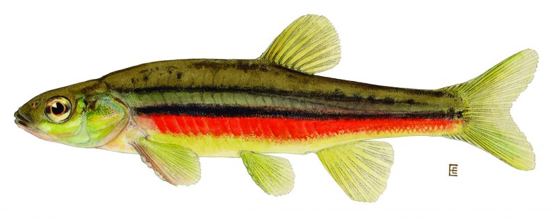 Гольян Чекановского