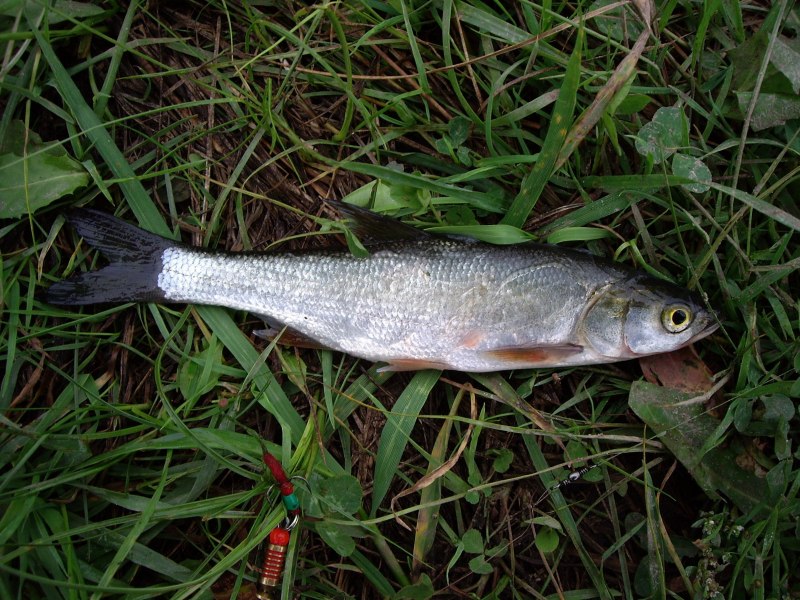 Елец Данилевского Leuciscus danilewskii