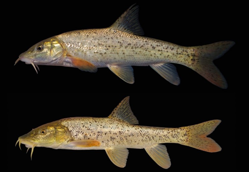 Усач кавказский рыба