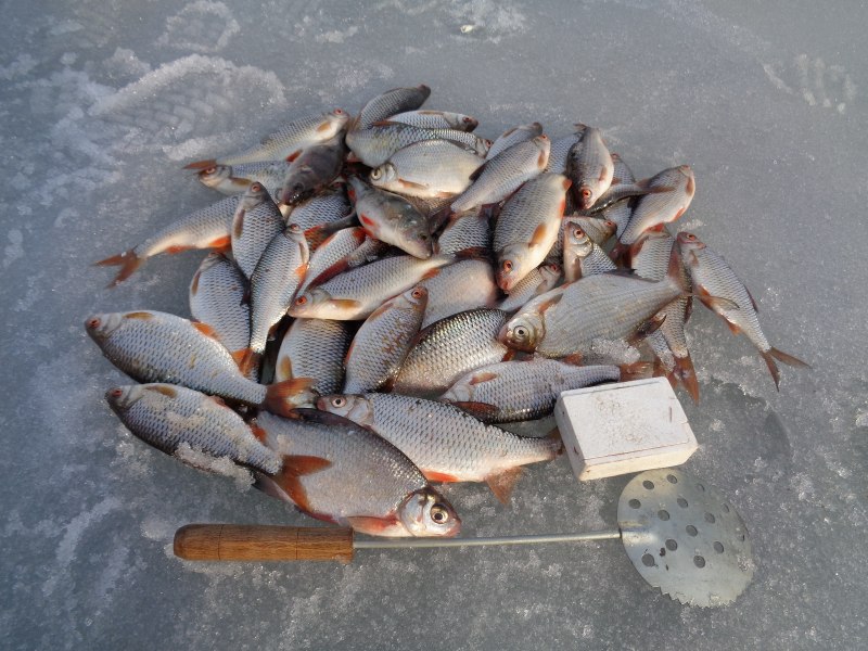 Поклевка рыбы