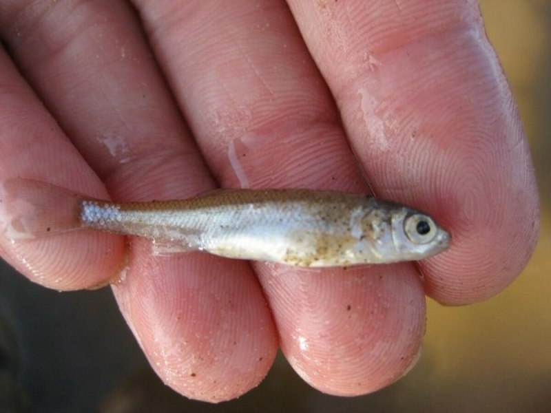 Мальки речных рыб