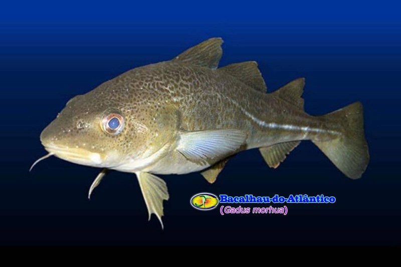 Атлантическая треска тресковые