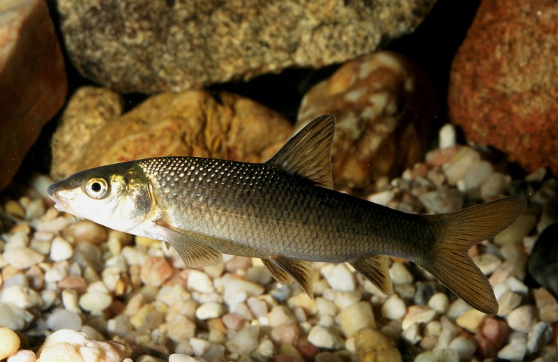 Барбус усач