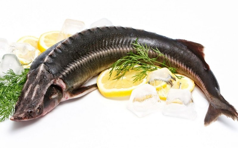 Волжская стерлядь