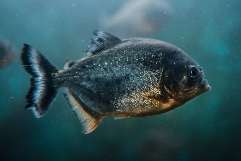 Рыба Пиранья