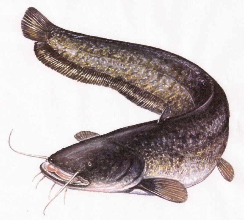 Строение рыбы сом