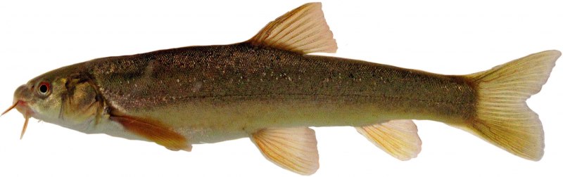 Балхашская Маринка