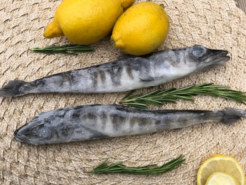 Ледяная рыба белокровка