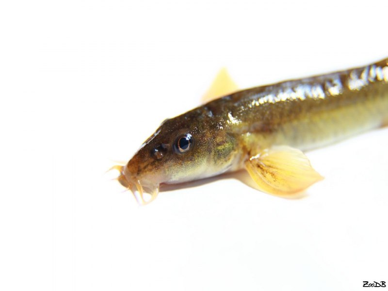 Сибирский Усатый голец