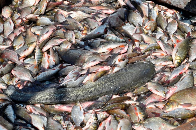 Крупный улов