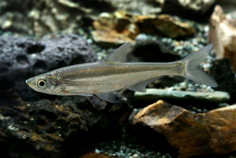 Пресноводная Барракуда