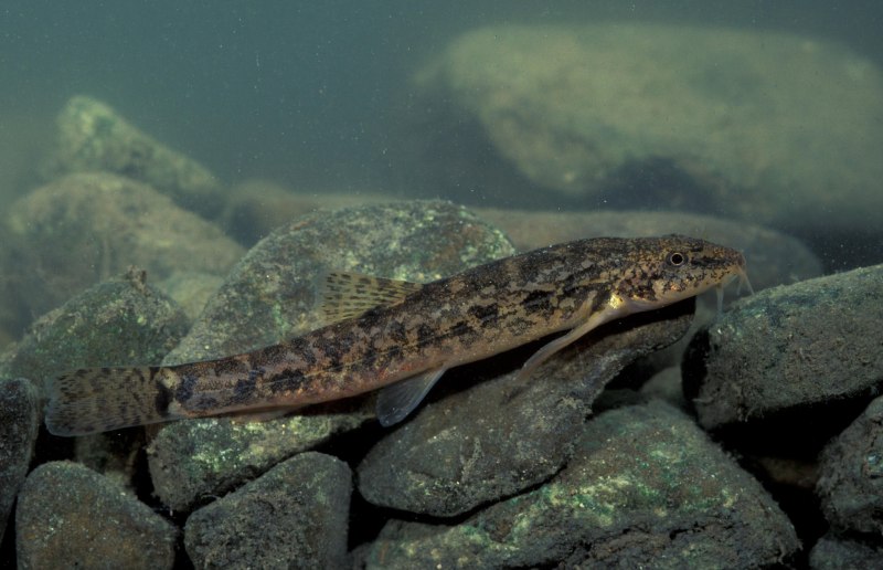 Сибирский Усатый голец