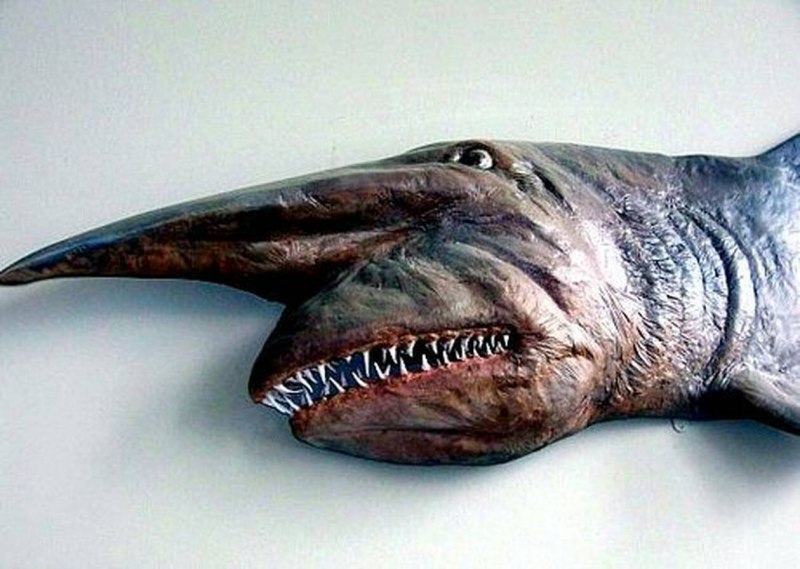 Акула Гоблин акула Домовой