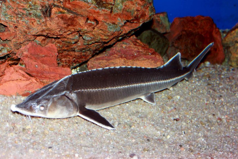 Севрюга – Acipenser stellatus Pallas, 1771