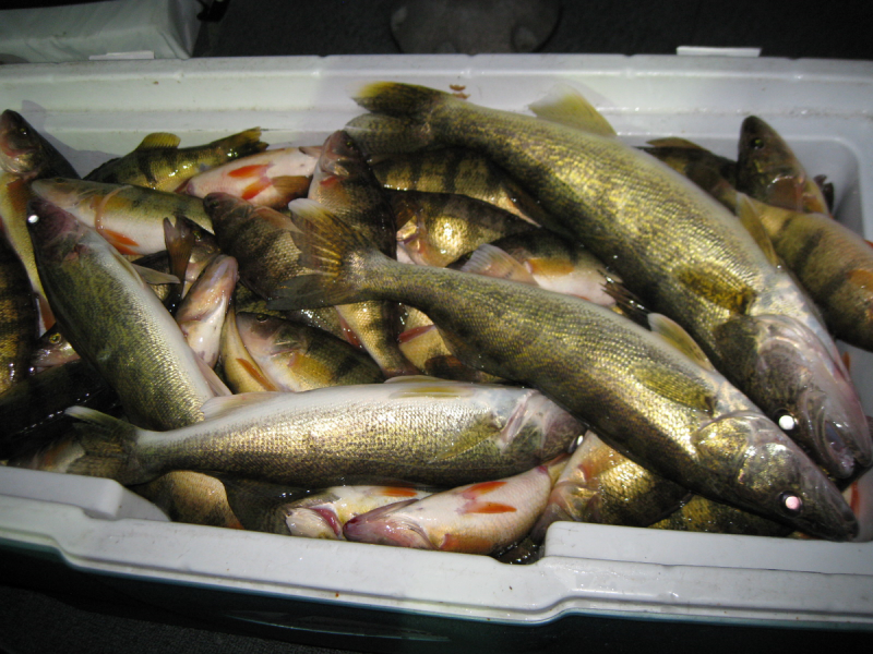 Улов судака