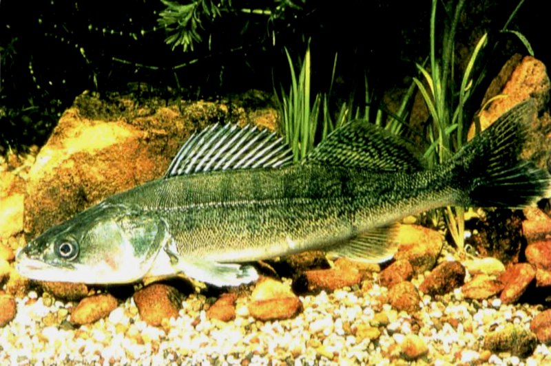 Пресноводный Судак