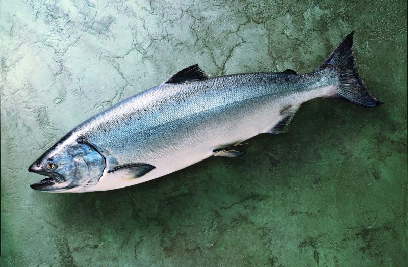 Лосось чавыча