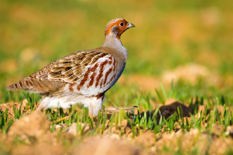 Серая куропатка (Perdix Perdix)