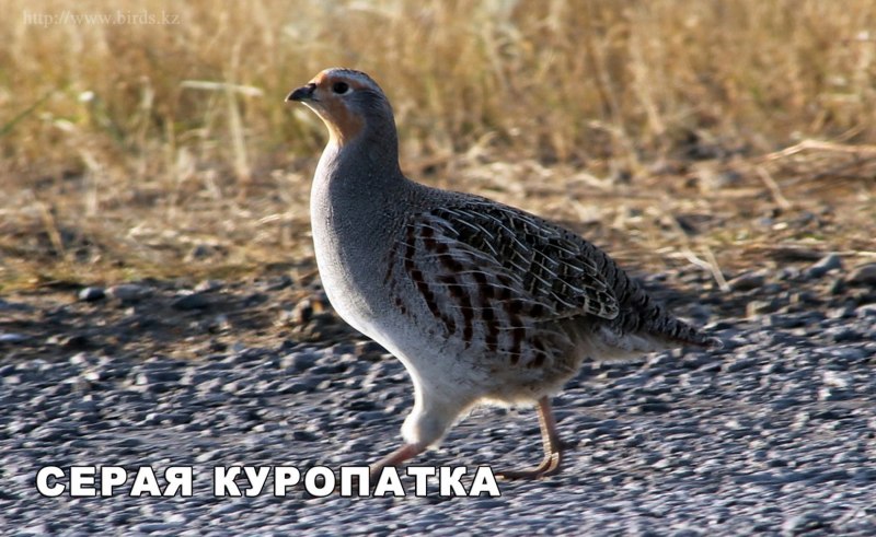 Серая куропатка в степи