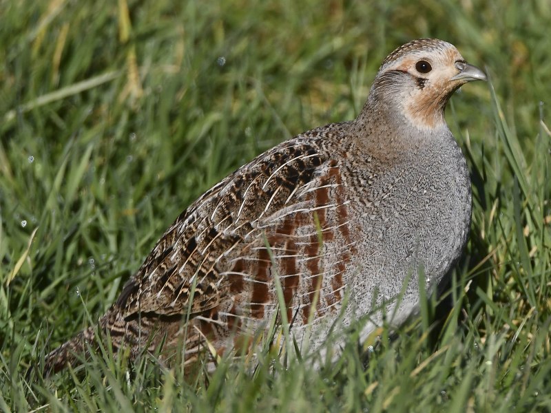 Серая куропатка (Perdix Perdix)