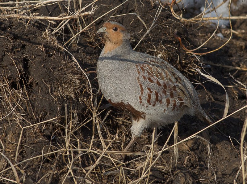 Серая куропатка самец