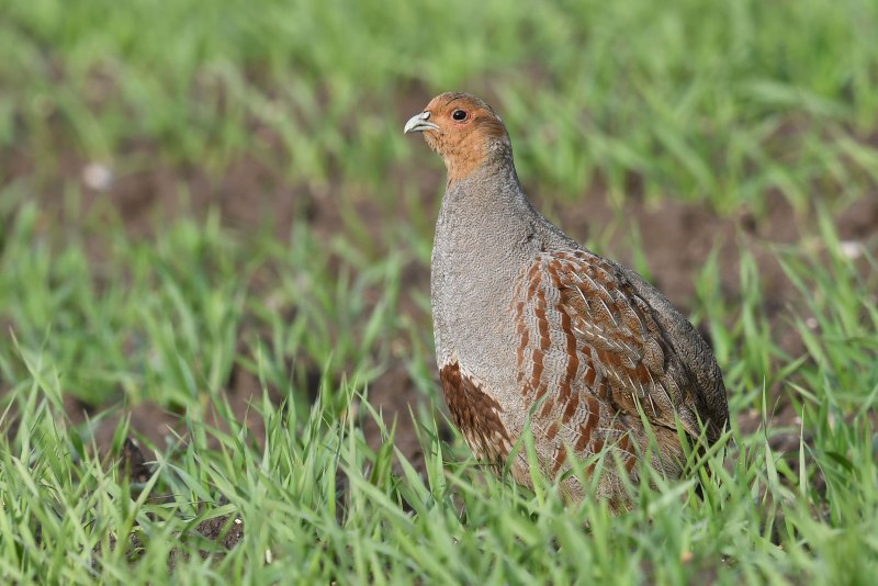 Серые куропатки