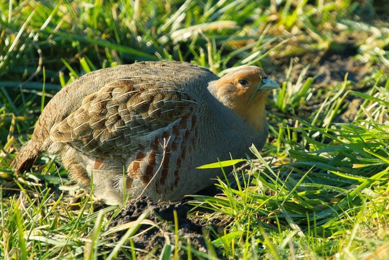 Краснохохлая куропатка