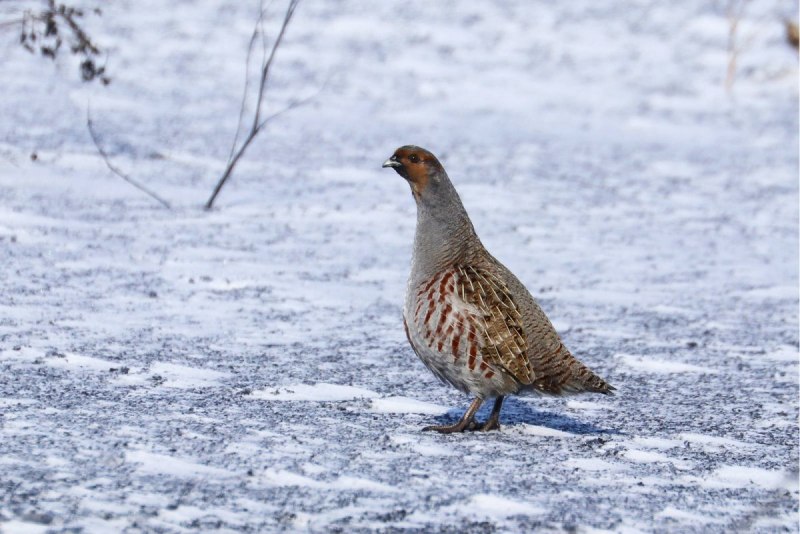 Водятся ли в Костромской области куропатки