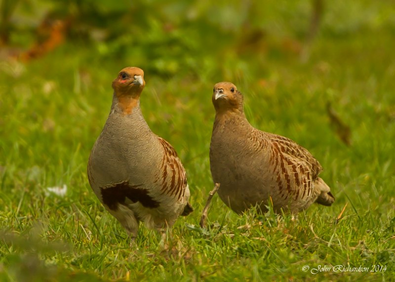 Курица породы куропатка