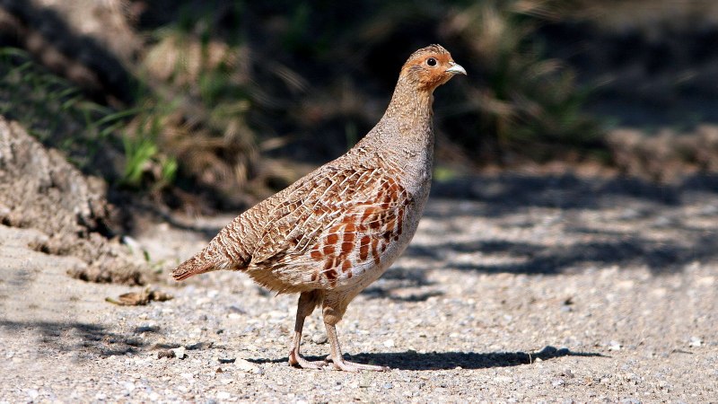 Лесная куропатка