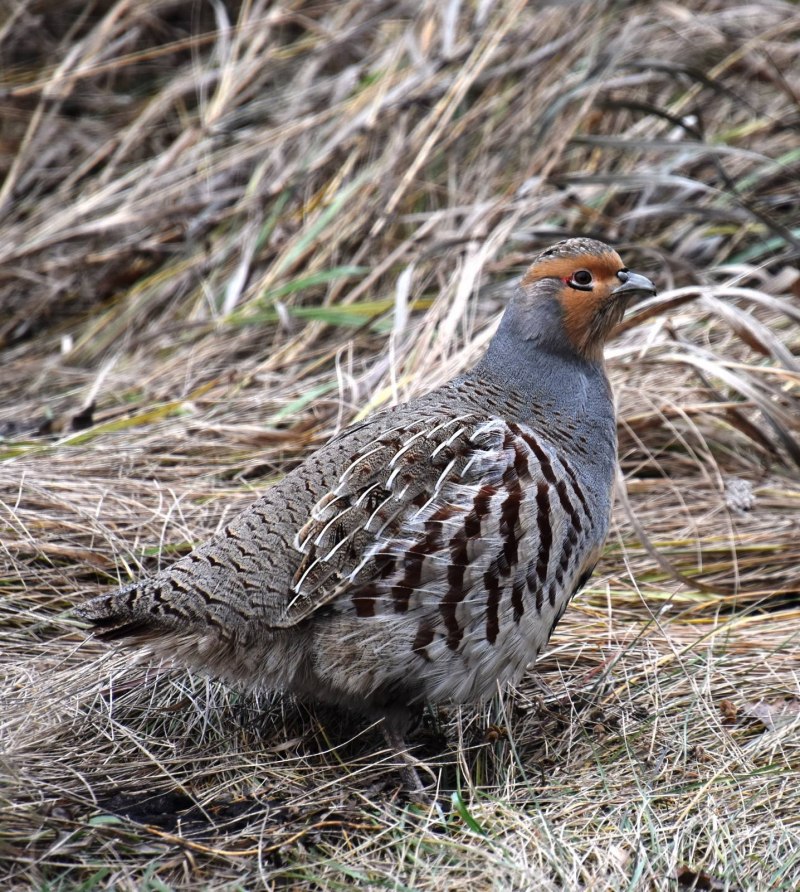 Серая Степная куропатка