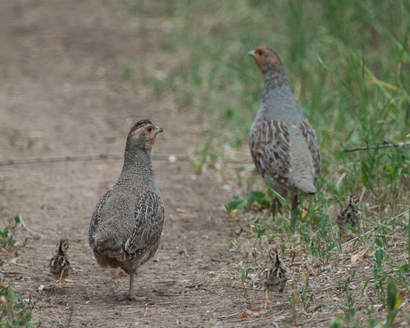Куропатка Сибирская