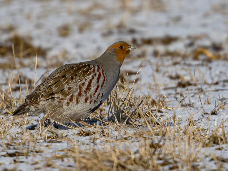 Серая куропатка самец