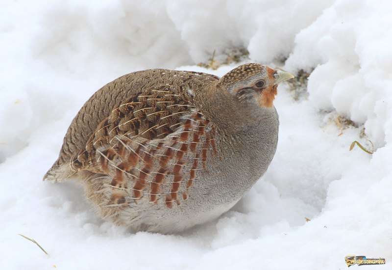 Серые куропатки