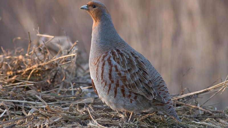 Куропатка Луговая
