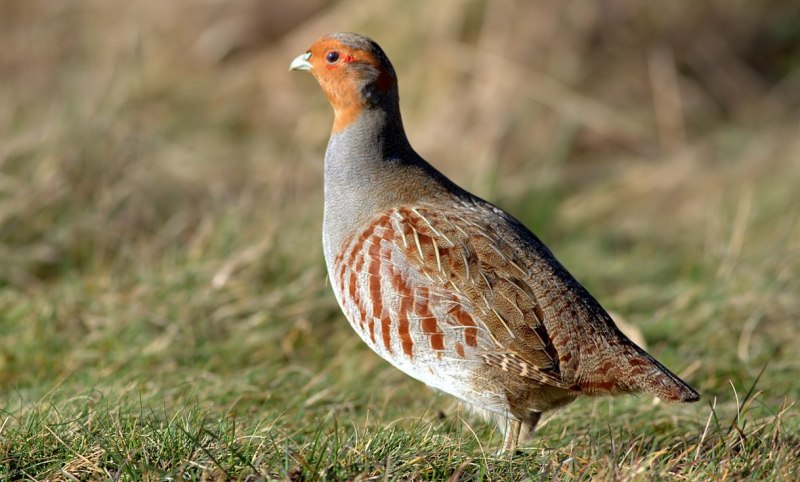 Серые куропатки
