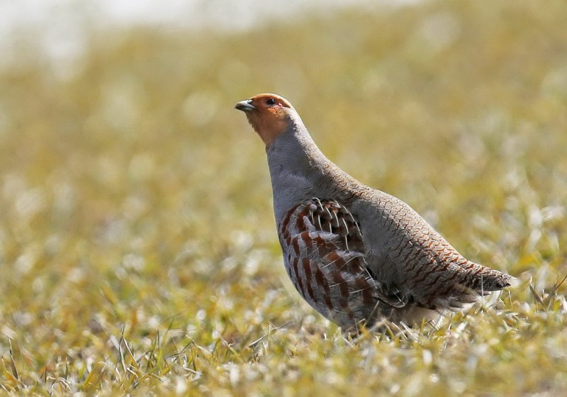 Серые куропатки