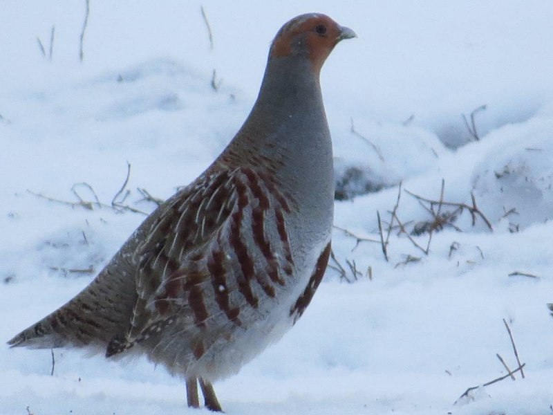 Белая и серая куропатка