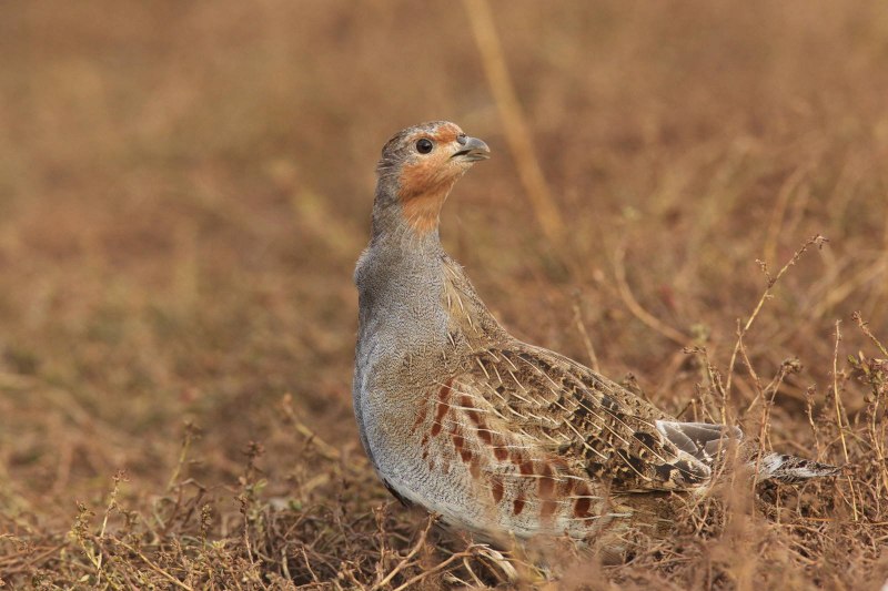 Серая куропатка самец