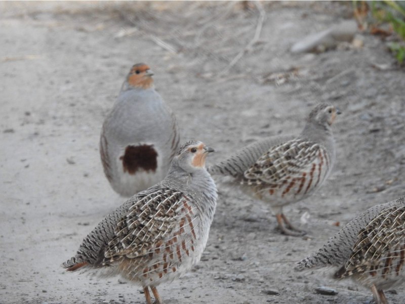 Болотная куропатка