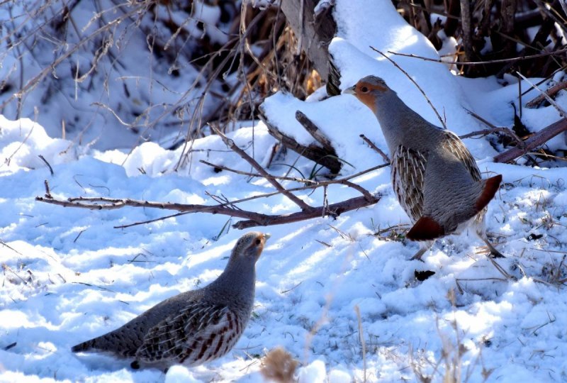Серая куропатка полет