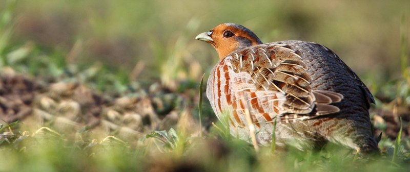Маньчжурская бородатая куропатка