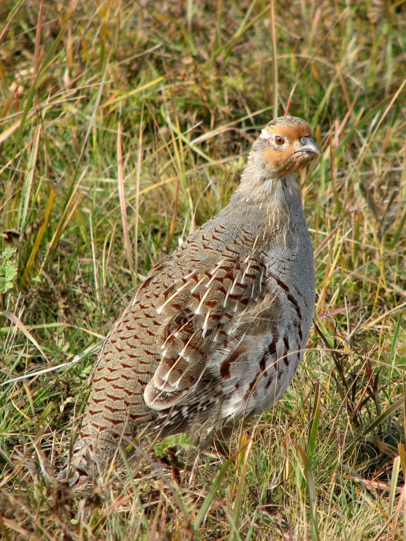 Серая куропатка (Perdix Perdix)