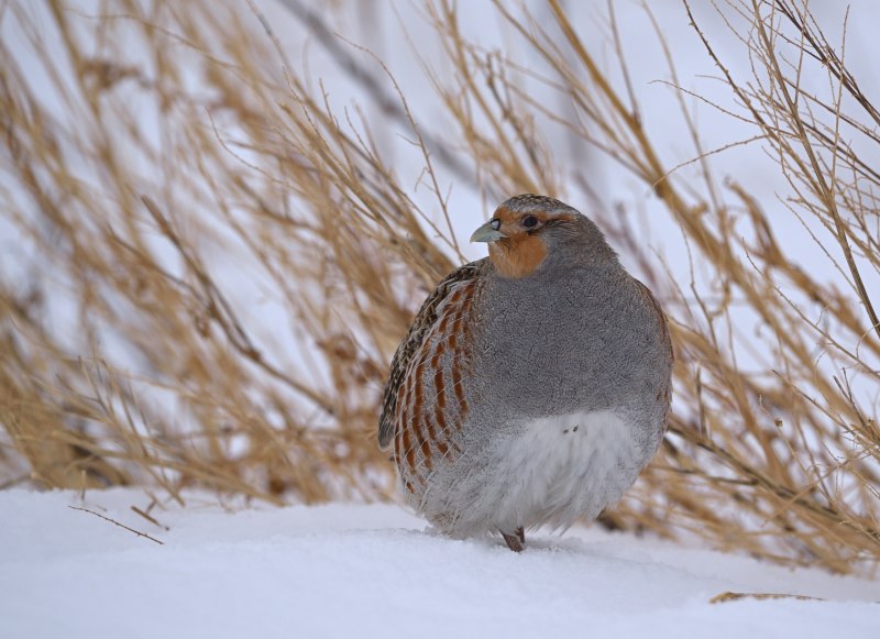 Куропатка Курская область
