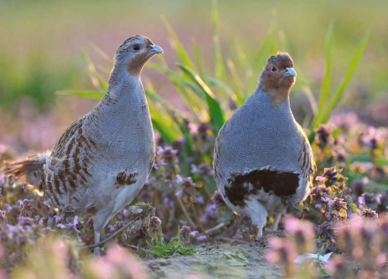 Серая куропатка (Perdix Perdix)
