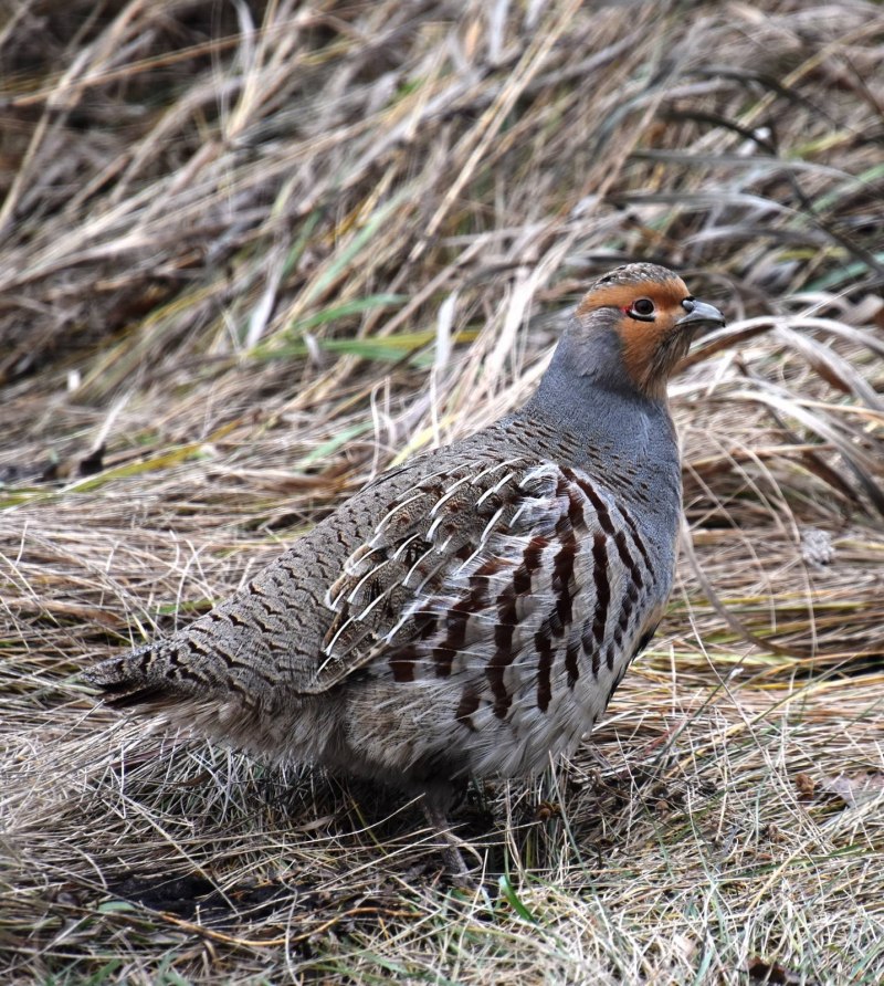 Тундряная куропатка