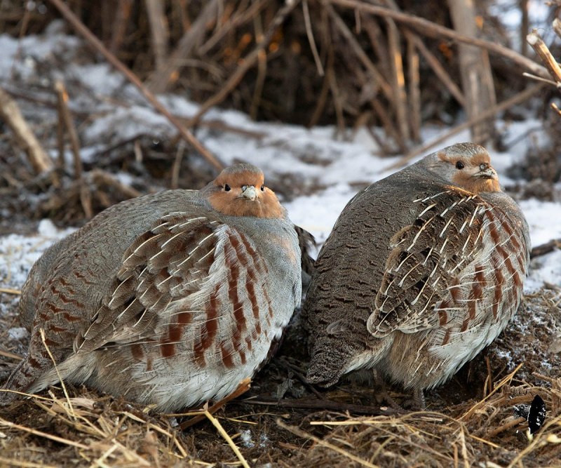 Серая куропатка в степи
