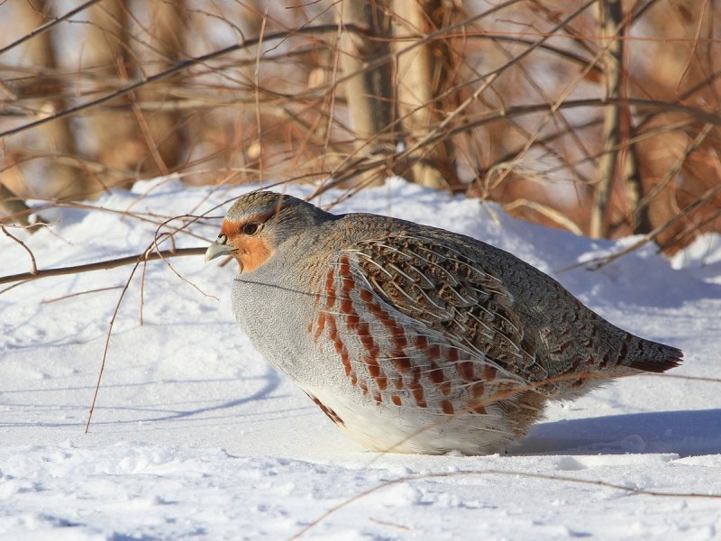 Торлаа куропатка