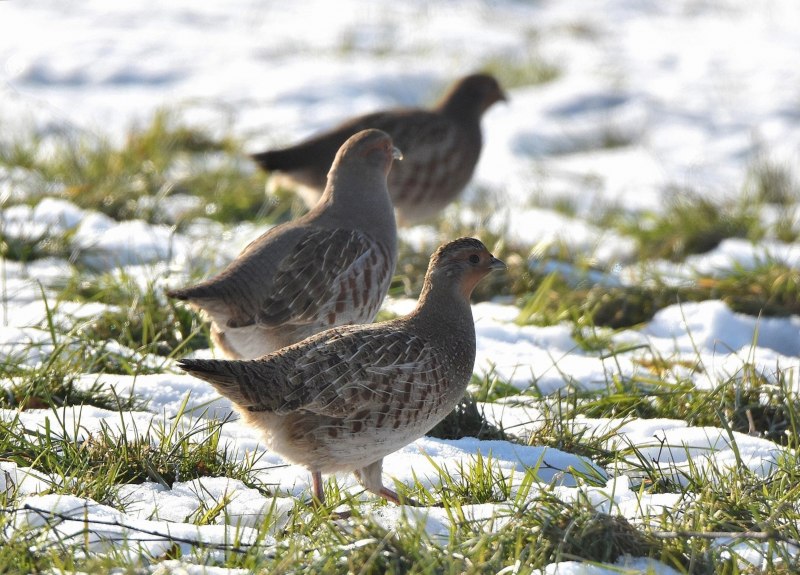 Куропатка обыкновенная