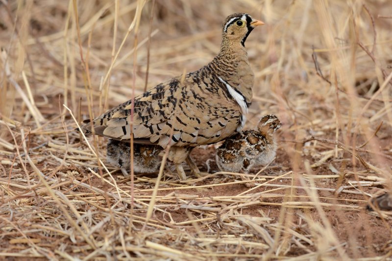 Граус Шотландская куропатка